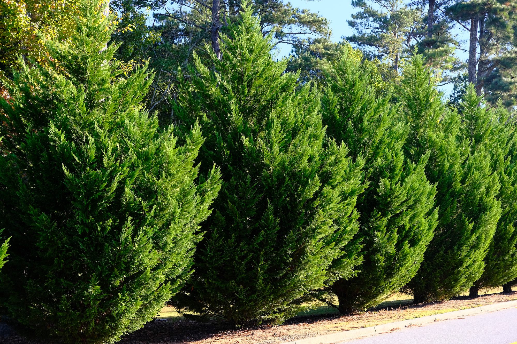 Leyland Cypress Trees in a row along the road as a hedge.